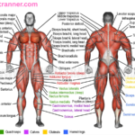 Body Parts Name: Complete Guide to Human Body Parts and Their Functions